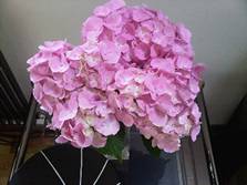 local hydrangeas